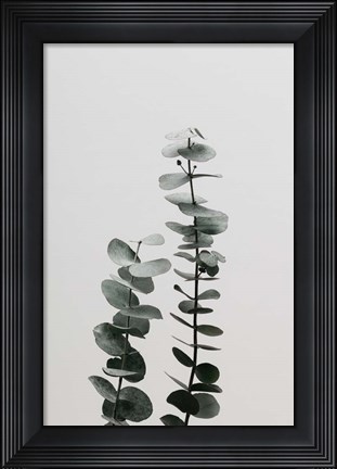 Framed Eucalyptus Natural 3 Print