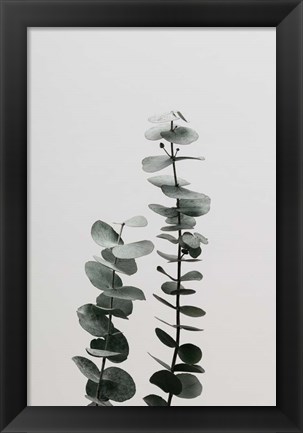 Framed Eucalyptus Natural 3 Print