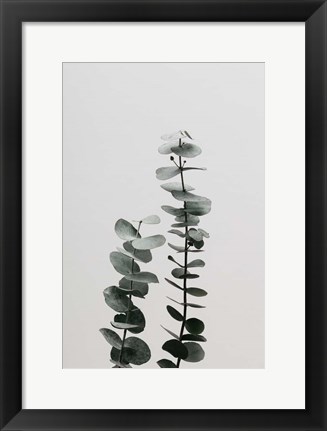 Framed Eucalyptus Natural 3 Print