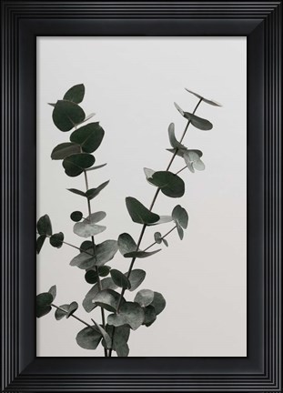 Framed Eucalyptus Natural 4 Print