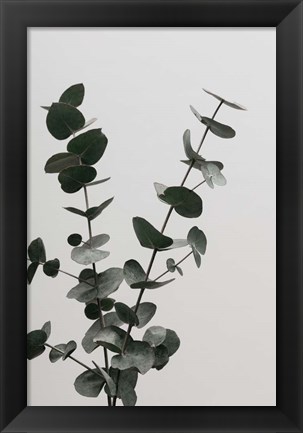 Framed Eucalyptus Natural 4 Print