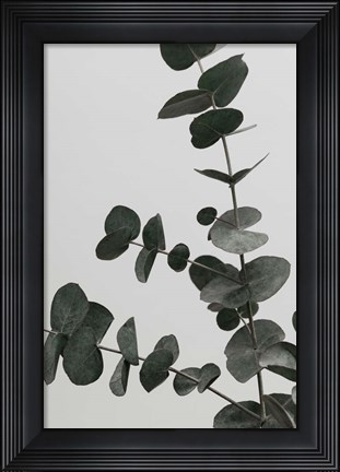 Framed Eucalyptus Natural 5 Print