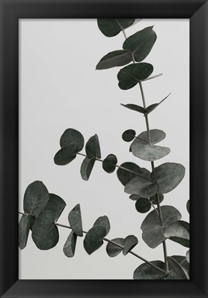 Framed Eucalyptus Natural 5 Print