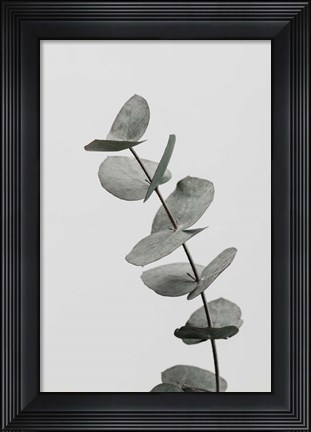 Framed Eucalyptus Natural 6 Print