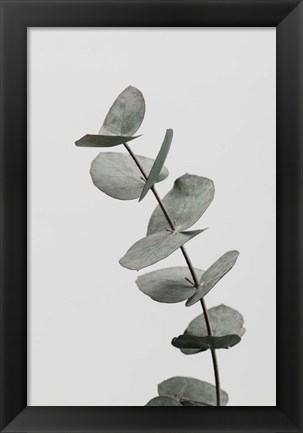 Framed Eucalyptus Natural 6 Print