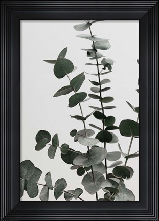 Framed Eucalyptus Natural 7 Print