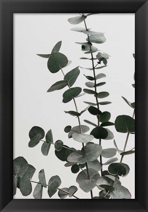 Framed Eucalyptus Natural 7 Print