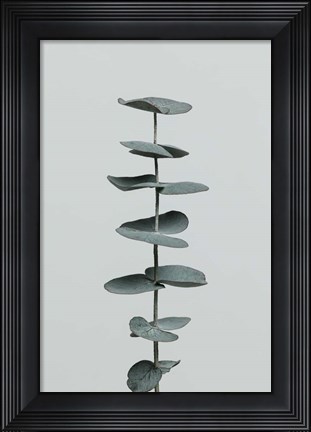 Framed Eucalyptus Natural 9 Print