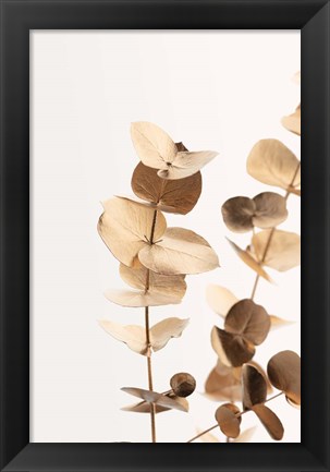 Framed Eucalyptus Gold No 1 Print