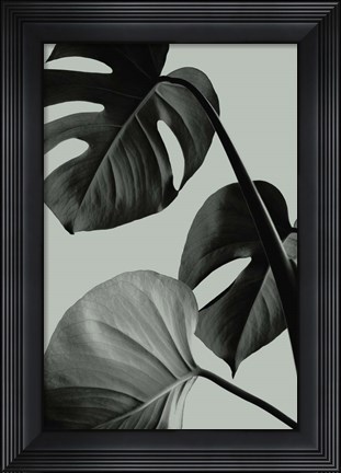 Framed Monstera Teal 7 Print