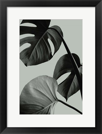 Framed Monstera Teal 7 Print