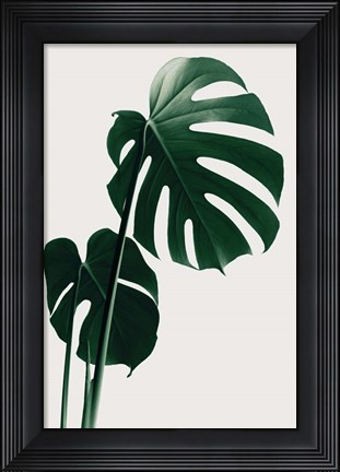 Framed Monstera Natural 16 Print