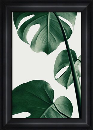 Framed Monstera Natural 37 Print