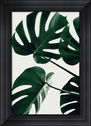 Framed Monstera Natural 43 Print