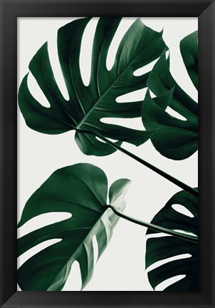 Framed Monstera Natural 43 Print