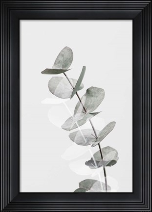 Framed Eucalyptus Creative 5 Print