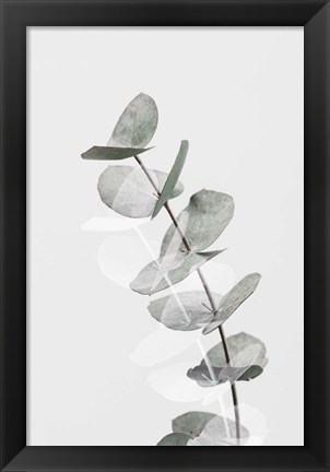 Framed Eucalyptus Creative 5 Print