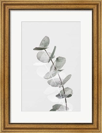 Framed Eucalyptus Creative 5 Print