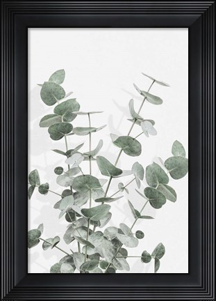 Framed Eucalyptus Creative 16 Print