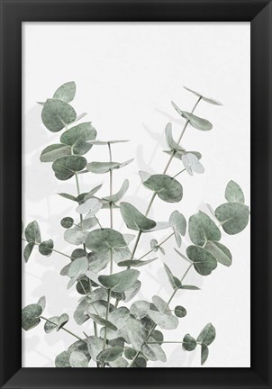 Framed Eucalyptus Creative 16 Print