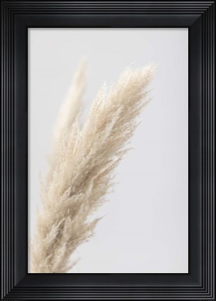 Framed Pampas Grass Grey 7 Print