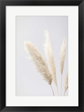 Framed Pampas Grass Grey 8 Print