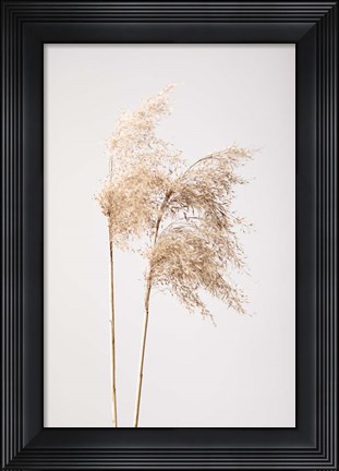 Framed Reed Grass Grey 2 Print