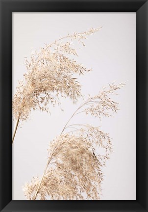 Framed Reed Grass Grey 6 Print