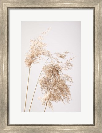 Framed Reed Grass Grey 7 Print