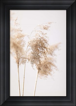 Framed Reed Grass Grey 9 Print