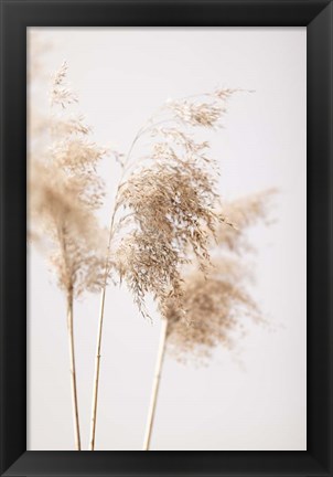 Framed Reed Grass Grey 9 Print