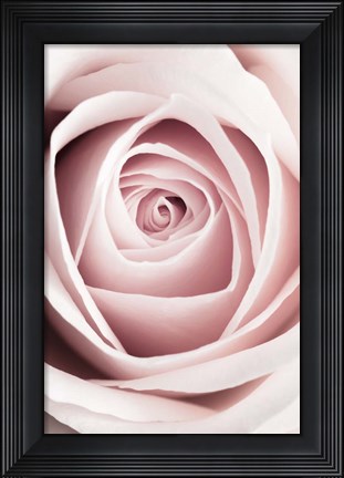 Framed Pink Rose No 1 Print