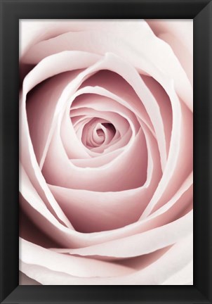 Framed Pink Rose No 1 Print