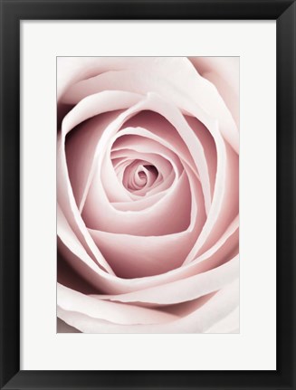 Framed Pink Rose No 1 Print
