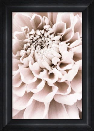 Framed Chrysanthemum No 1 Print