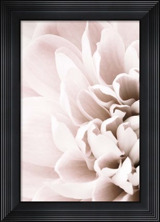Framed Chrysanthemum No 2 Print