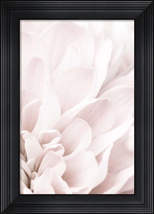 Framed Chrysanthemum No 4 Print