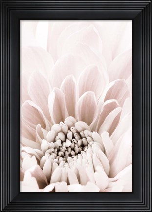 Framed Chrysanthemum No 6 Print