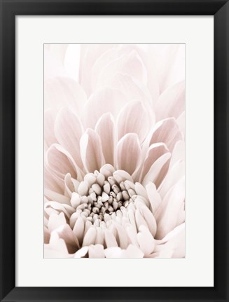 Framed Chrysanthemum No 6 Print