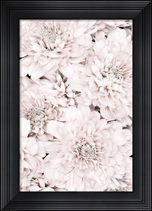 Framed Chrysanthemum No 7 Print