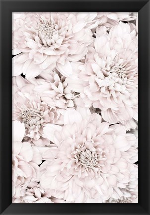 Framed Chrysanthemum No 7 Print