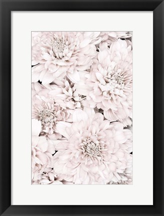 Framed Chrysanthemum No 7 Print