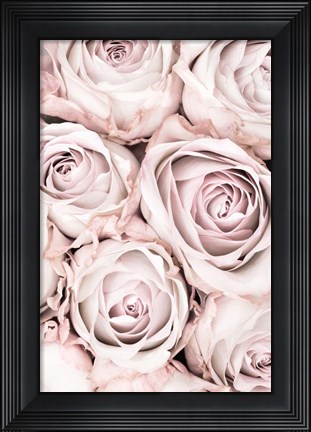 Framed Pink Roses No 1 Print