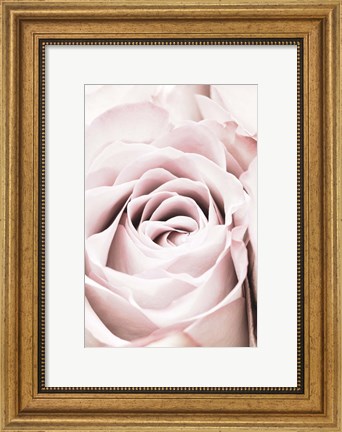 Framed Pink Rose No 6 Print