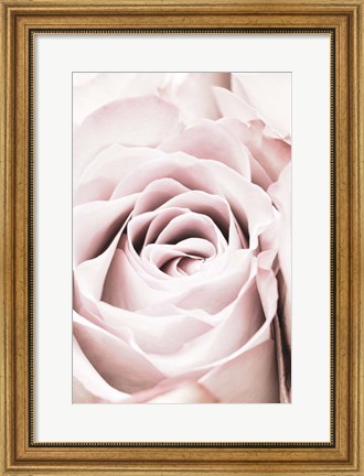 Framed Pink Rose No 6 Print