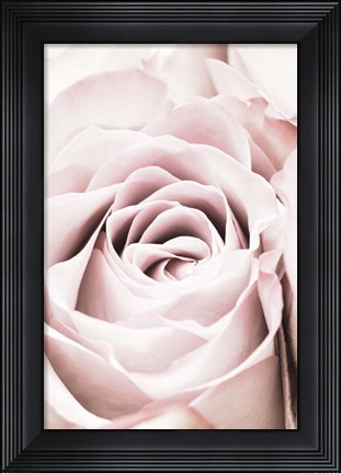 Framed Pink Rose No 6 Print