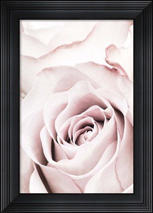 Framed Pink Rose No 5 Print