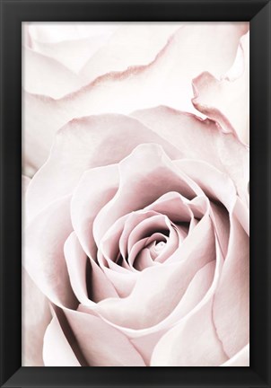 Framed Pink Rose No 5 Print