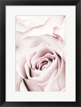 Framed Pink Rose No 5 Print
