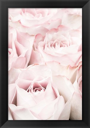 Framed Pink Roses 5 Print